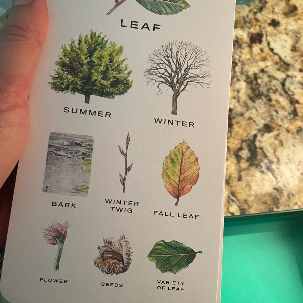 Tree Vision Know Your Trees In 30 Cards - Picture 2 of 4